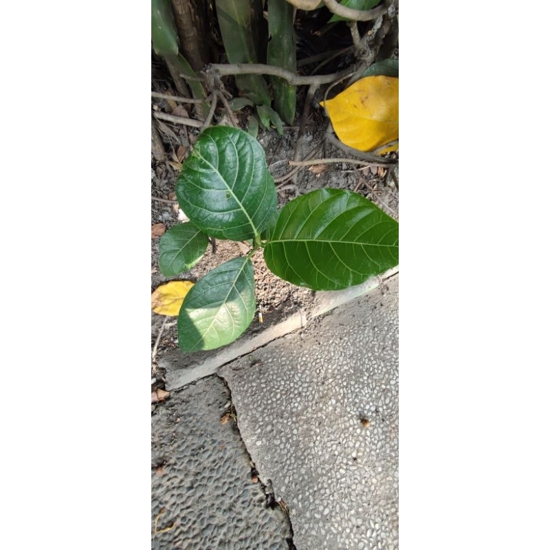 

daun awar awar untuk obat fresh dari pohonnya 100gr