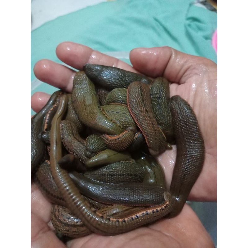 LINTAH HIDUP ukuran JUMBO sedang