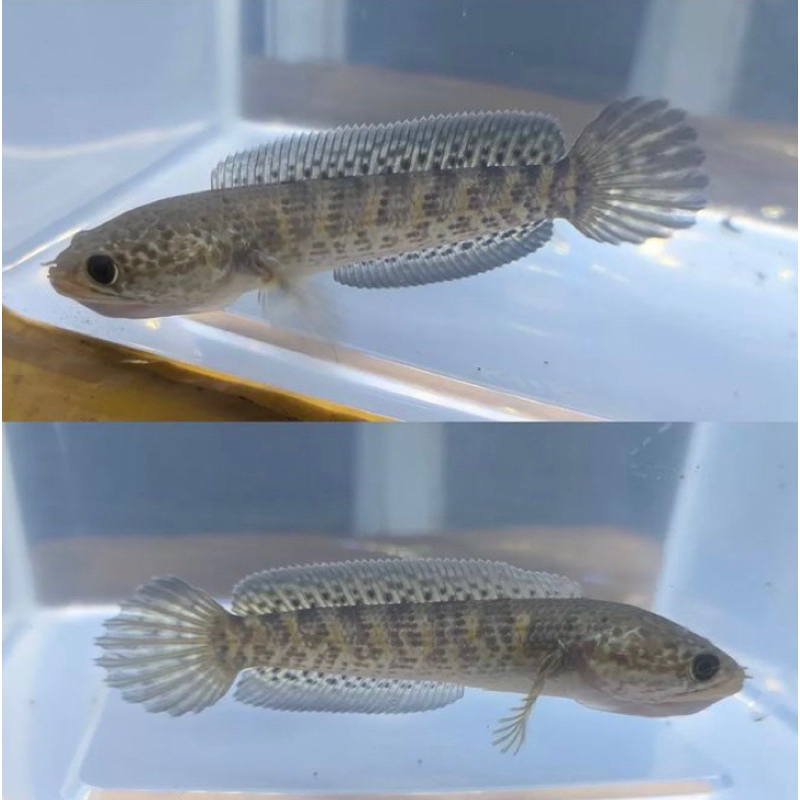 auranti full pelet 3-4 cm