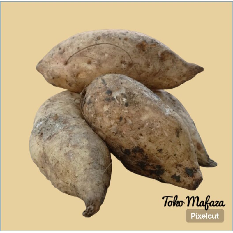 

Ubi Ketela Telo Ase Ac Bandungan