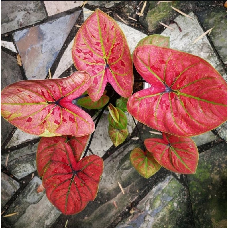 THAI CALADIUM-Tanaman Hias Keladi Hybrid Thai Series