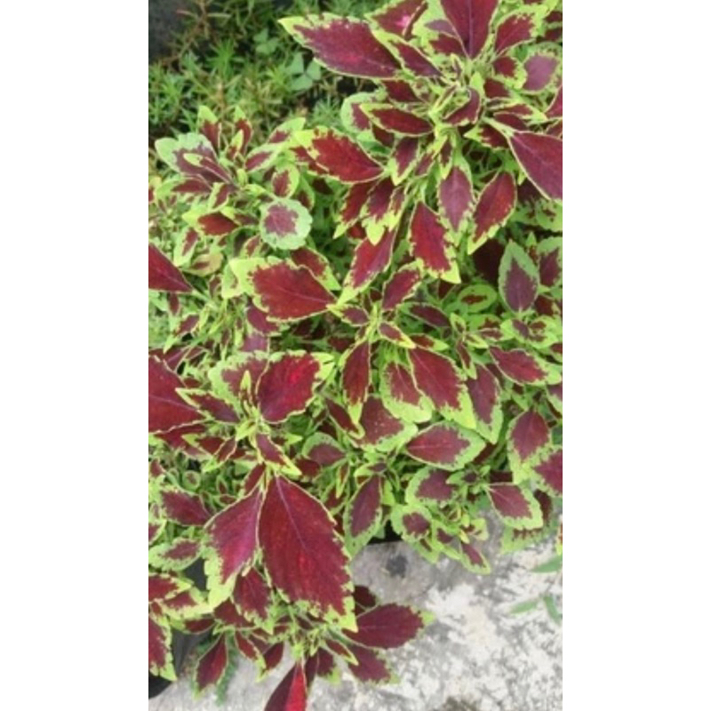 Tanaman hias miana - sudah berakar/coleus
