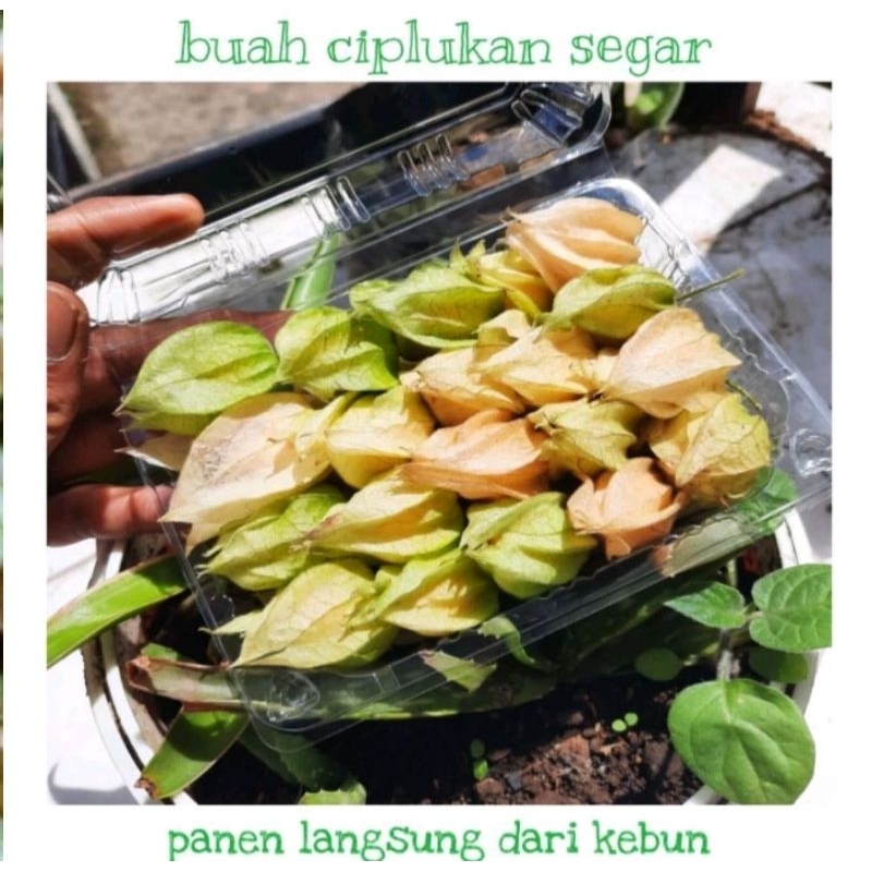 

ciplukan