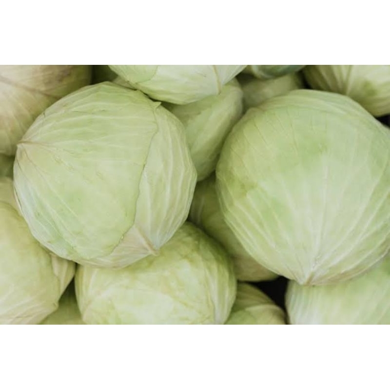 

Sayur Kol/Kubis Segar Pasar Murah Makassar