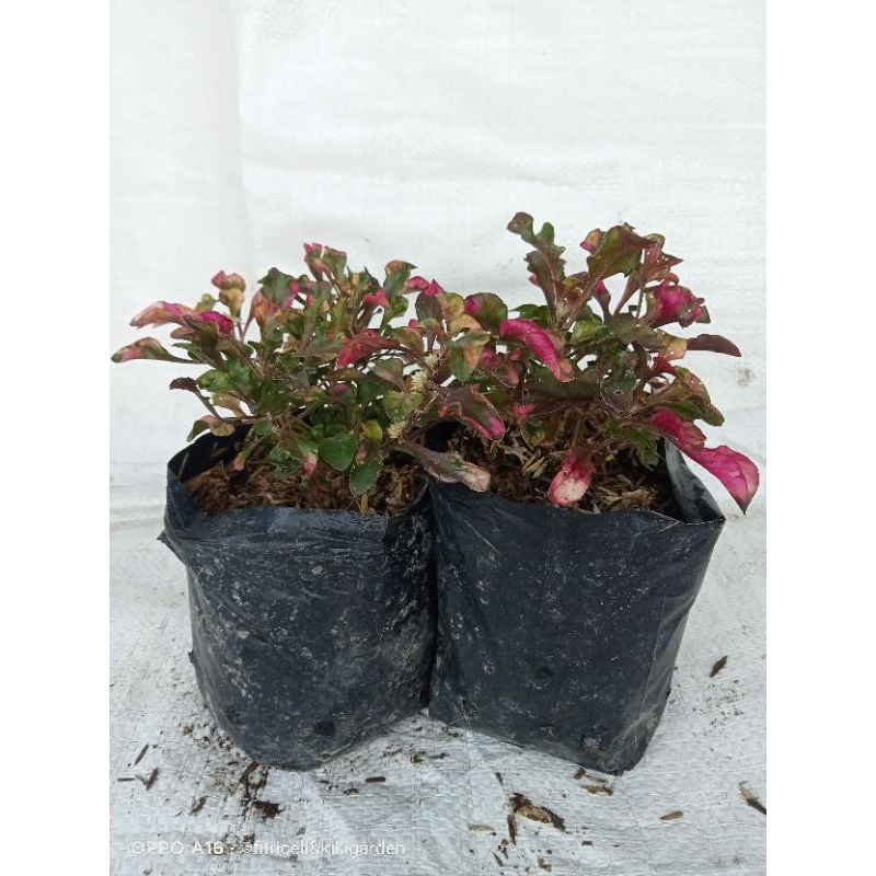 tanaman krokot merah rimbun