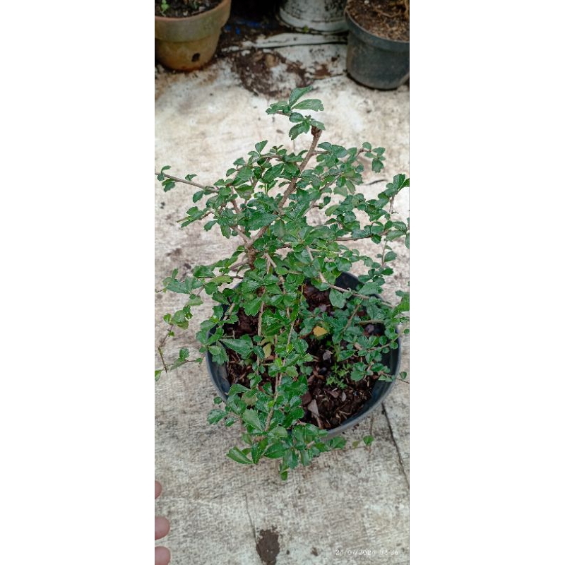 Bibit bonsai  Hokianti  Tanaman hias