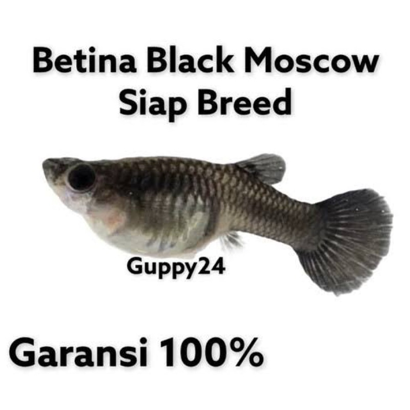 hiasan aquarium betina guppy black moscow paket 10 ekor full egg