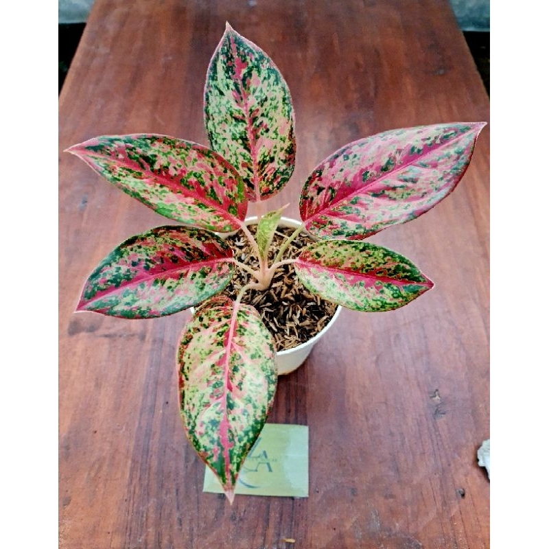 Aglonema Coconut Delight