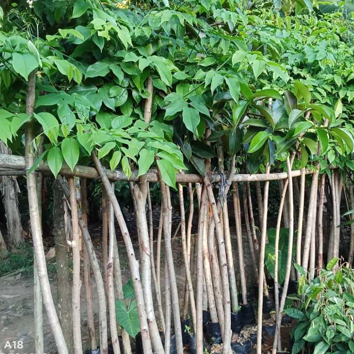 2 meter - Bibit tanaman angsana - Stok Terbatas