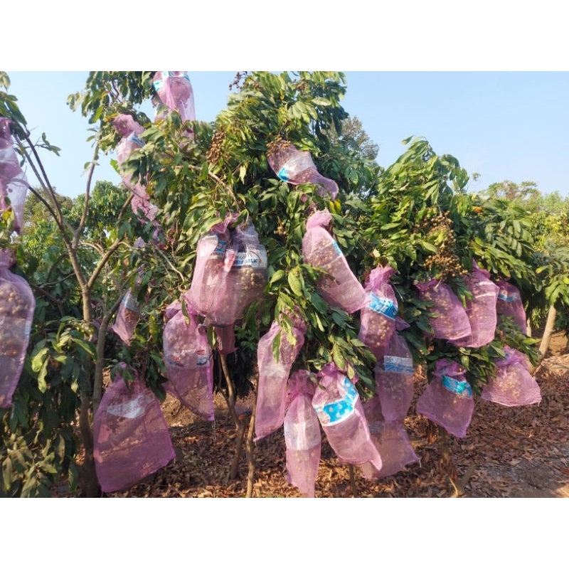 BOSTER KLENGKENG 250 GRAM