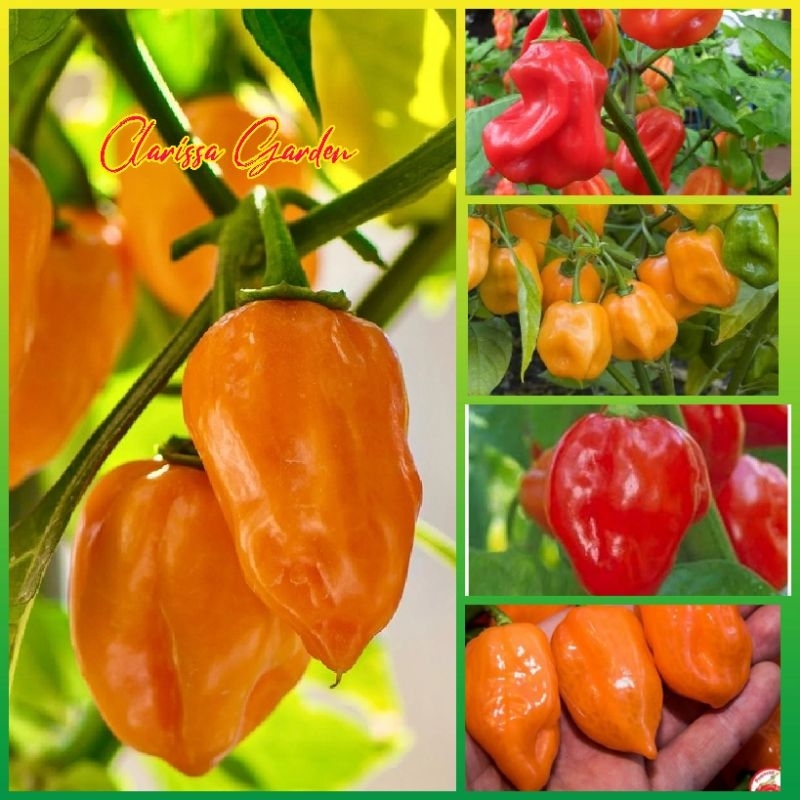 10 BUTIR BIJI/BENIH CABE SUPER PEDAS HABANERO MIX WARNA (ORANGE HABANERO & RED SAVINA HABANERO)
