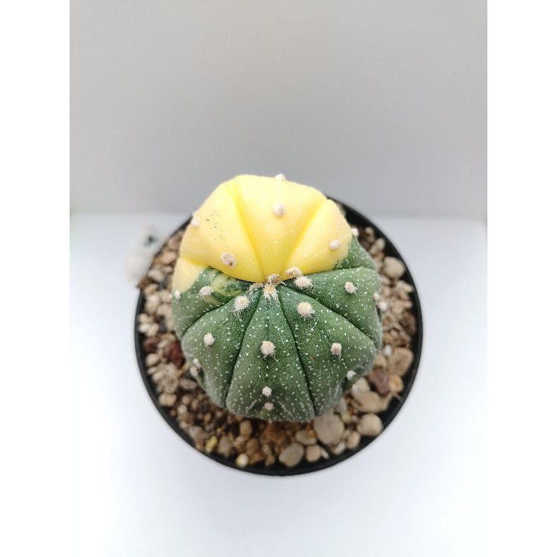 ASTROPHYTUM VARIEGATA CACTUS KAKTUS ASTRO ASTERIAS