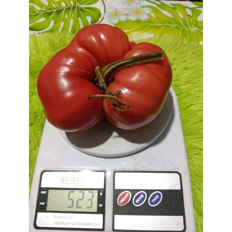 400 Butir Biji Tomat Beefsteak Tomat Jumbo Mortgage Lifter