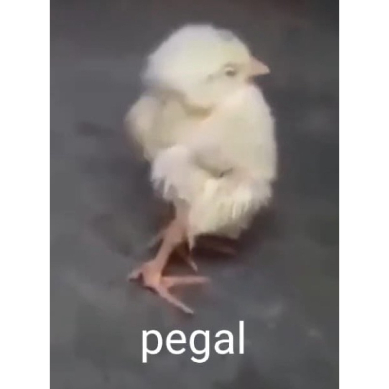 SEPATU PUMA