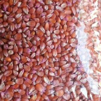 

promo 500gram benih jagung unyil pilihan