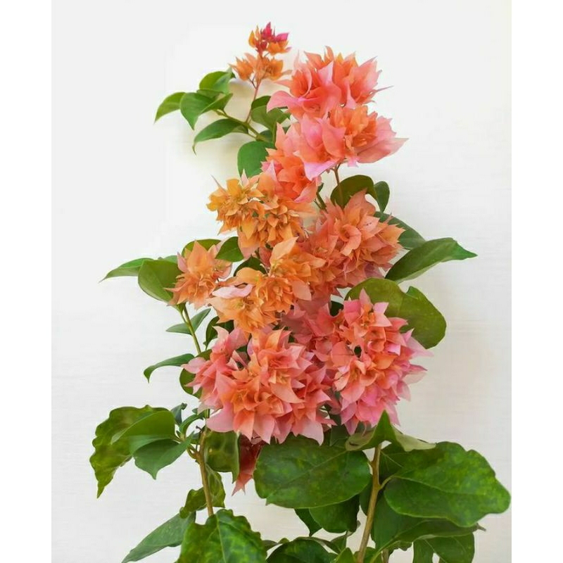 Tanaman hias Bougenville Hawai orange pohon Bougenville Hawai orange bibit pohon Bougenville Hawai o