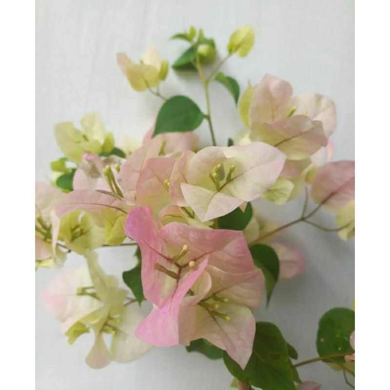 Tanaman hias Bougenville Bengawan Solo pohon Bougenville Bengawan Solo bibit Bougenville kembang ker