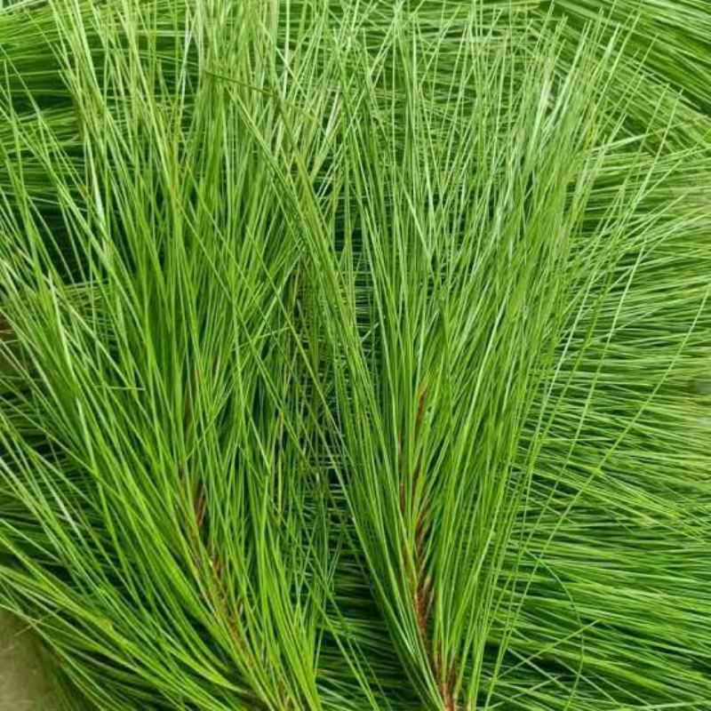 

COD 1 KG DAUN PINUS SEGAR ASLI KUALITAS SUPER OBAT HERBAL TRADISIONAL