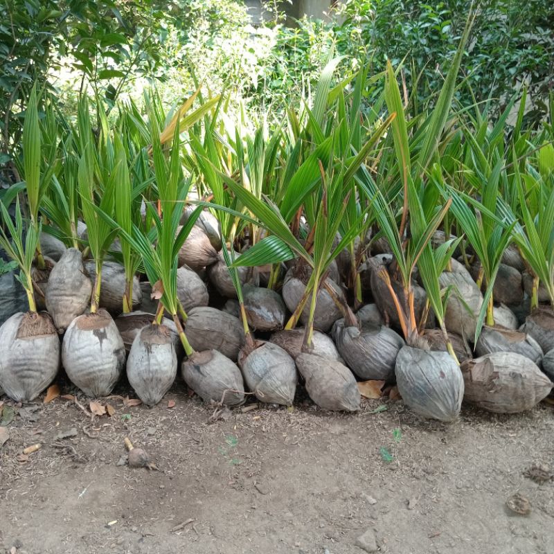 bibit kelapa hibrida gading kuning hijau & pink