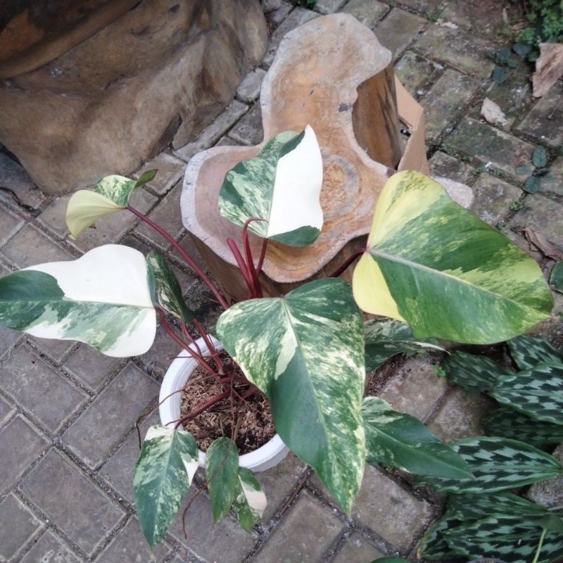 philodendron strawberry shake