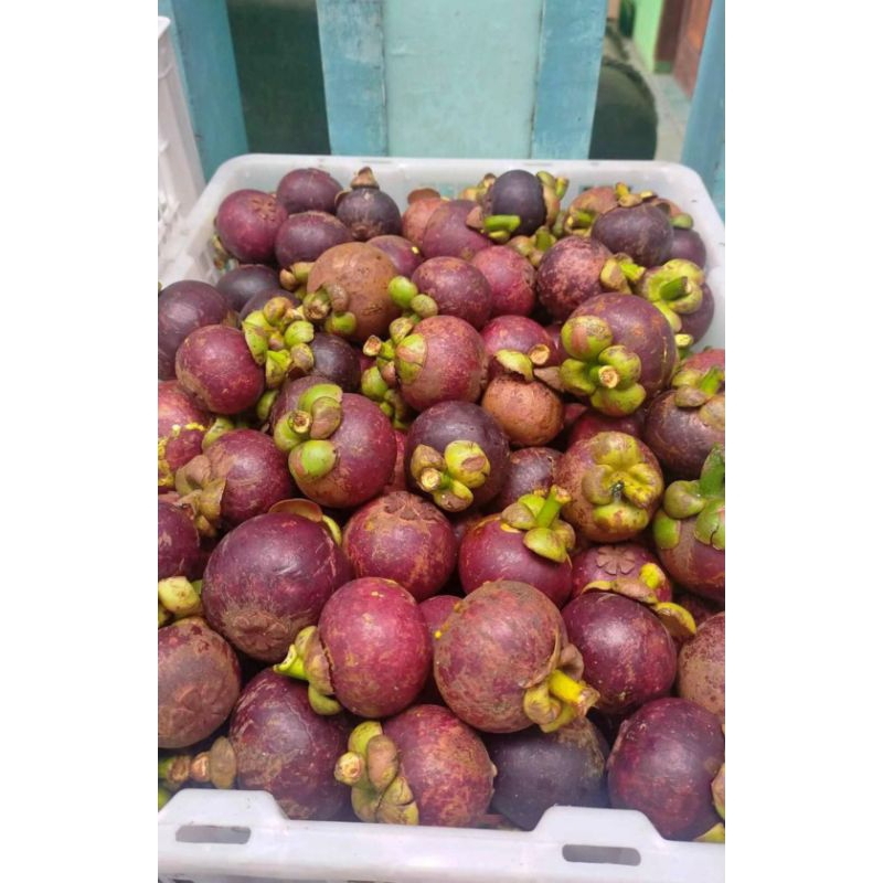 

Buah Manggis 1kg
