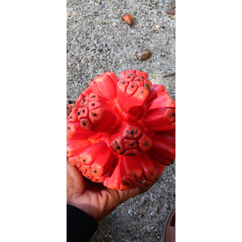 

buah pandan laut / pandan duri 1 tandan