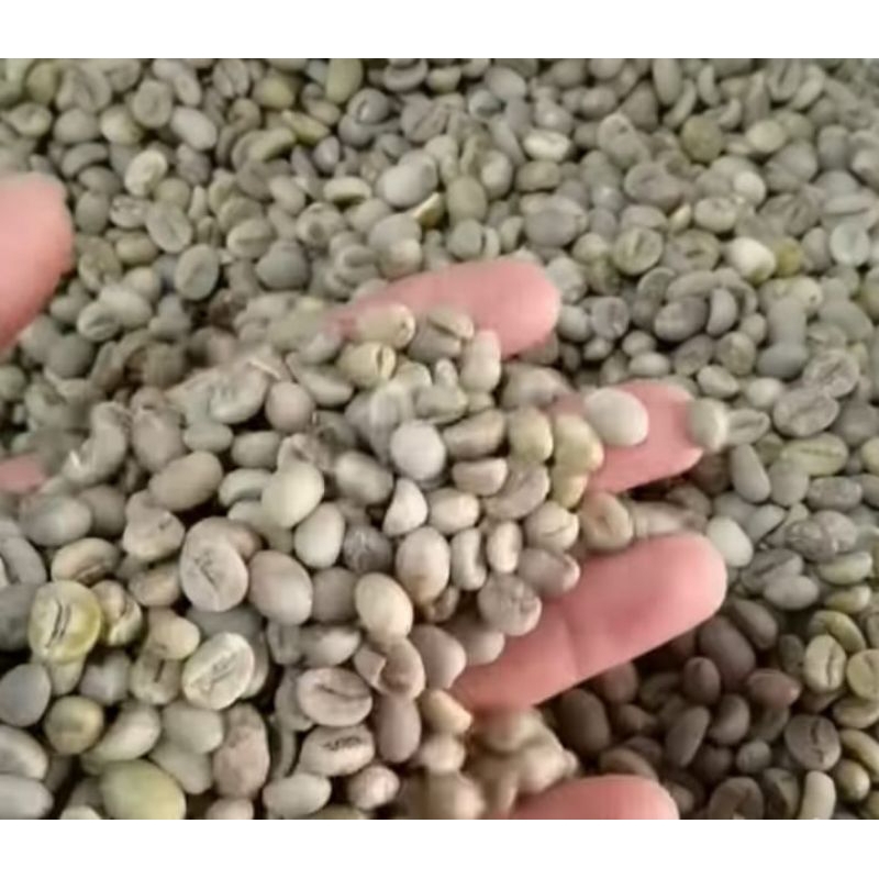 

kopi biji luak