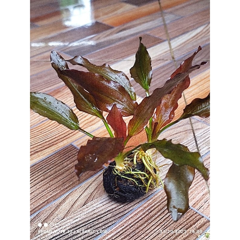 Echinodorus red special media wabikusa full daun air tanaman aquascape termurah