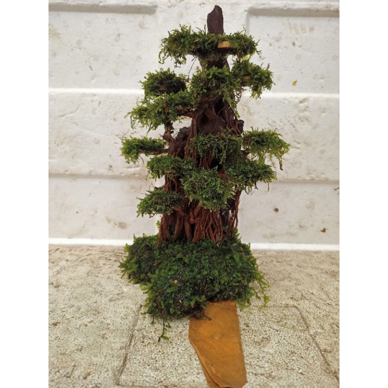 bonsai rentek besar bonsai aquascape dan hiasan aquarium