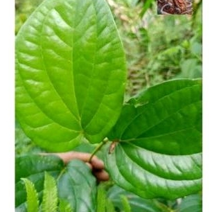 

Daun sirih unggul isi 30 lembar