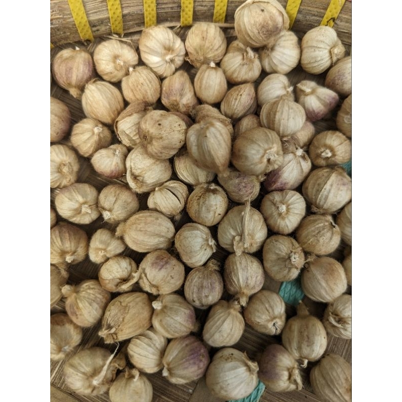 

kapulaga kering 250 gr