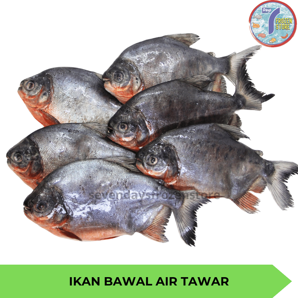 

Ikan Bawal Air Tawar Beku Frozen