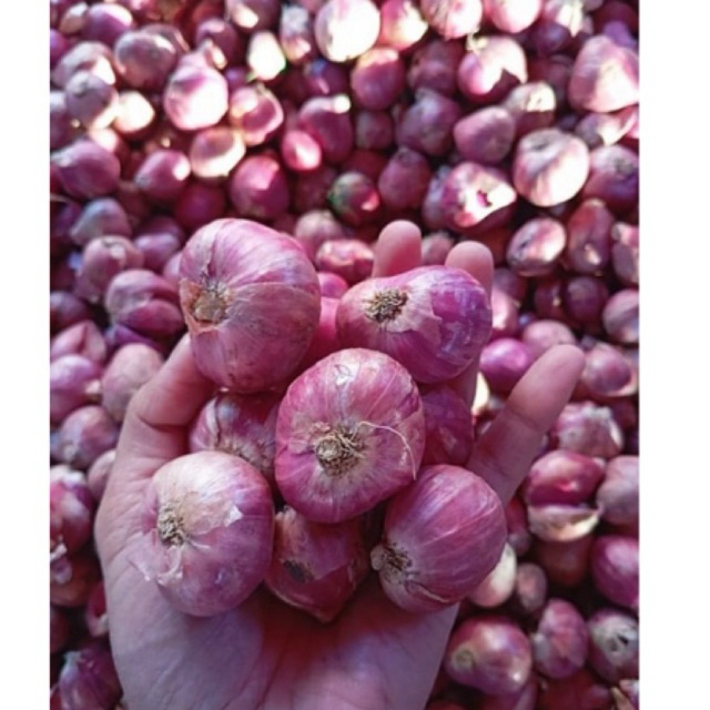 

BAWANG MERAH 1KG, BAWANG MERAH 1/2KG, BAWANG MERAH SUPER / TANGGUNG BIASA, BAWANG MERAH MURAH, BAWANG MERAH MURAH, BAWANG MERAH 1KG/BAWANG MERAH SIDOARJO/BAWANG MERAH SURABAYA/BAWANG MERAH FREHH