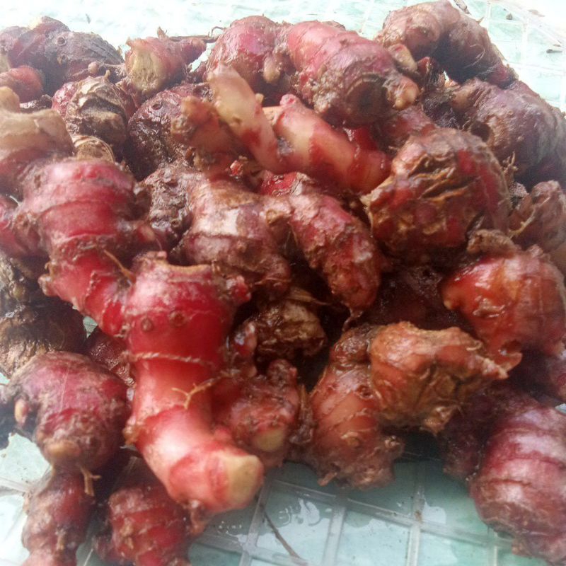 

JAHE MERAH SEGAR SUDAH BERSIH 500 grm