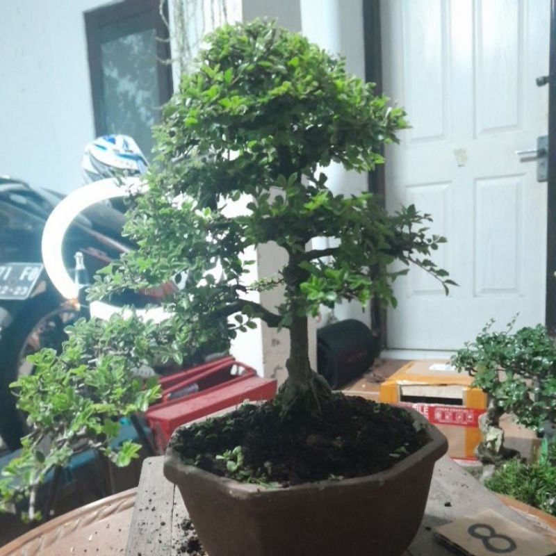 bonsai ulmus super mikro rmb