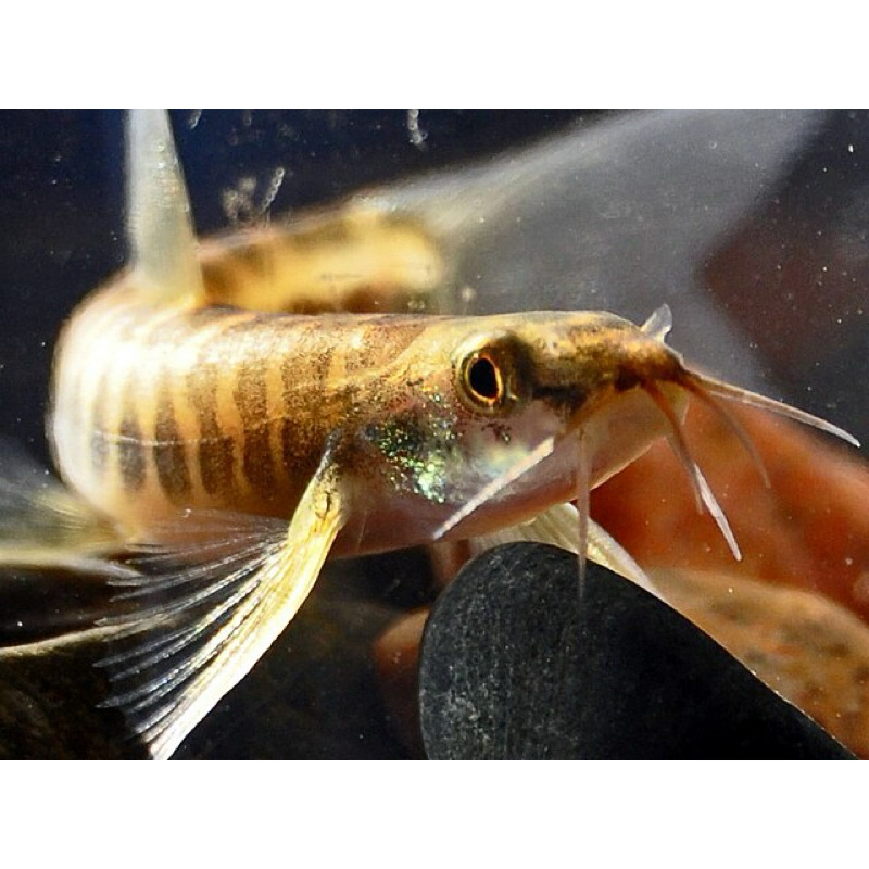 Ikan Uceng / Nemacheilus tankmate aquascape hiasan akuarium