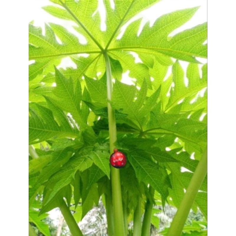 

daun pepaya segar per 1 ikat | daun + batang pepaya fress