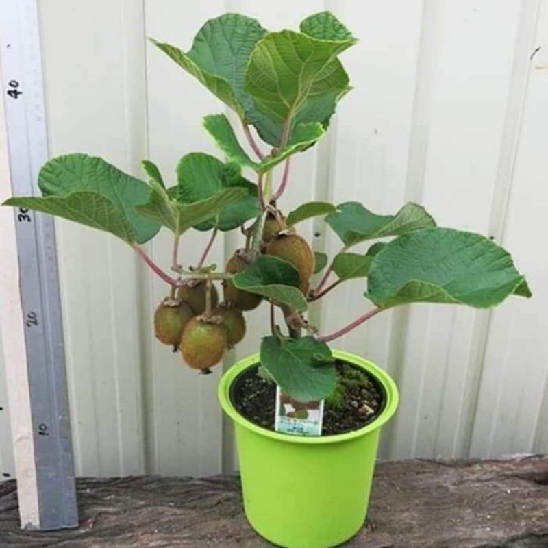 Bibit Buah Kiwi Super Siap Berbuah Cepat