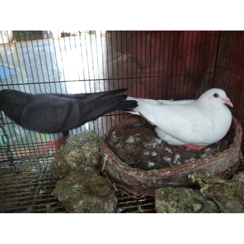 merpati pos sepasang indukan