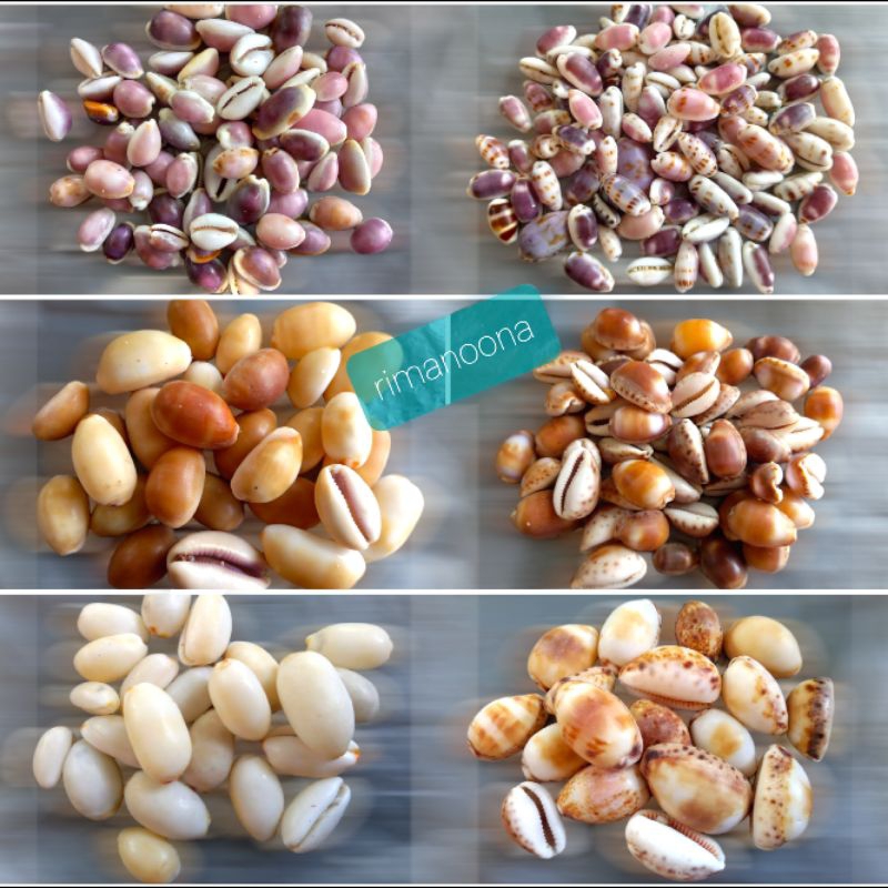 (Kerang Hias) Cangkang siput laut Cypraea 100 gram