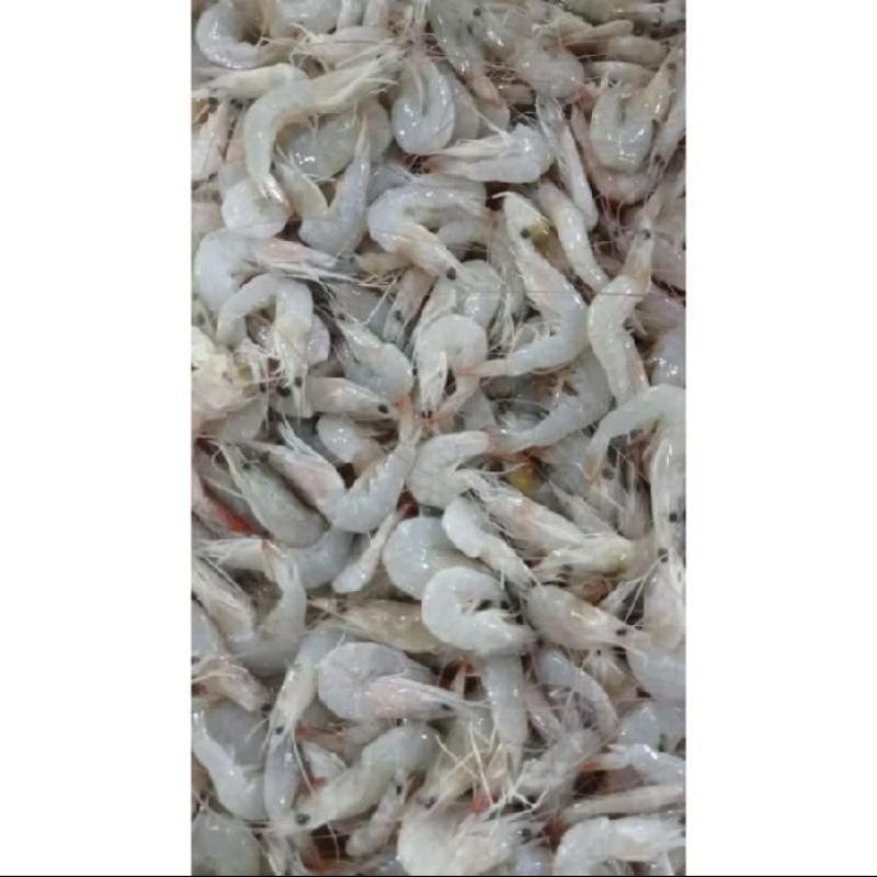 

Udang peci segar