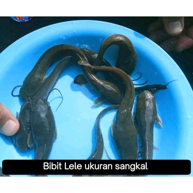 Bibit Ikan lele ukuran sangkal (isi 50 ekor)