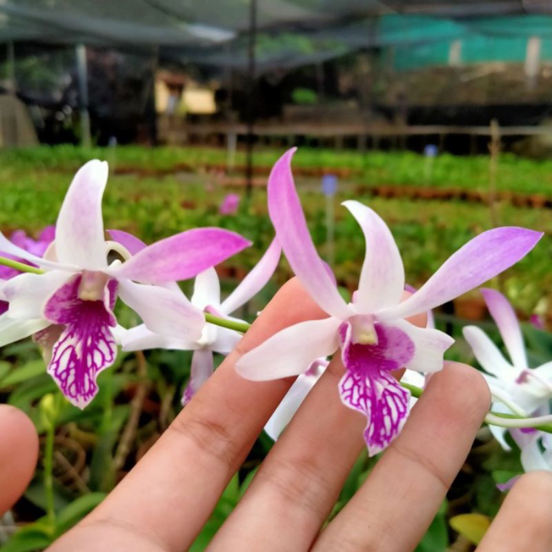 Caesar Warawan (jadul)