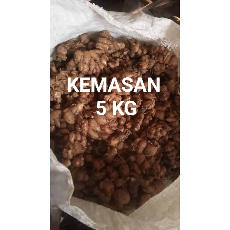 

KENCUR MURAH KEMASN 5KG