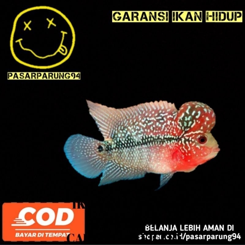 kebutuhan aquarium louhan SRD 2-3JARI big head