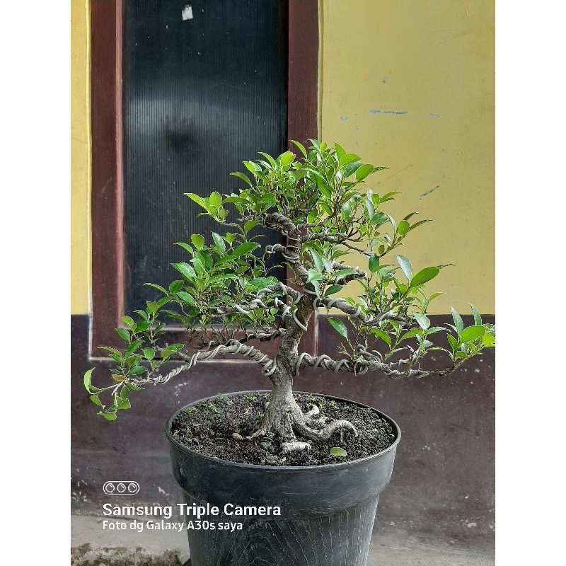 BONSAI Kimeng / Ficus Microcarpa