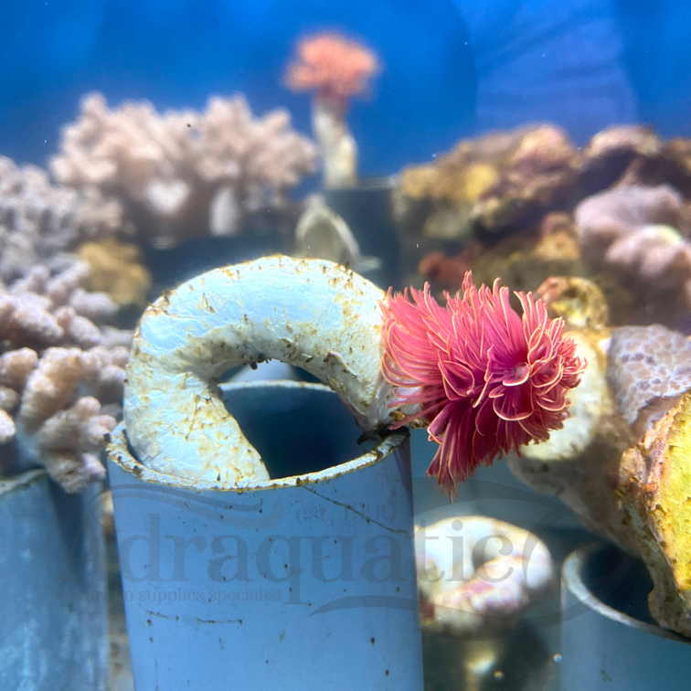 (INSTANT BANDUNG) CACING MERAH HIASAN TERUMBU KARANG CORAL TANAMAN AIR LAUT