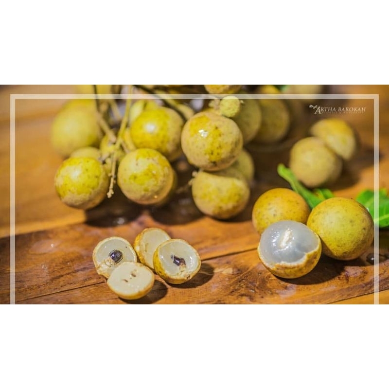 BiBIT KLENGKENG PUANGRAY GENJAH SUPER BERBUAH