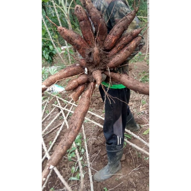 

Promo!!! Singkong/pohongKeju,berat"2kilo"super,meduk,mekar