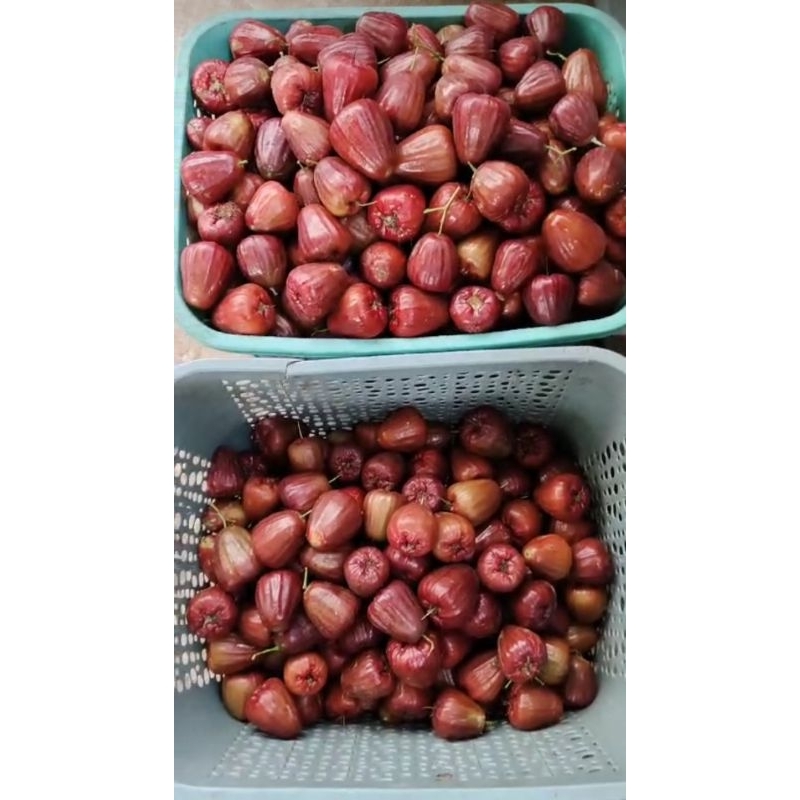

jambu dalhari super grade A